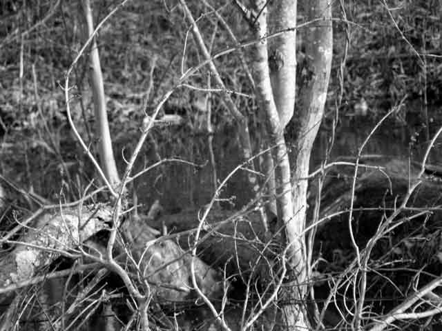  Copperbridge Road is known for water and trees that stand on both sides