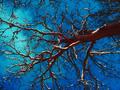 "Veins"