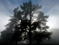 Surreal Tree