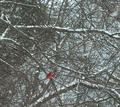 Red Bird in Blizzard