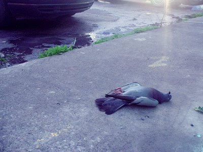 all pigeons go to heaven