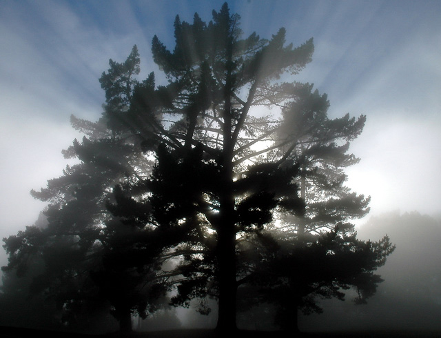 Surreal Tree