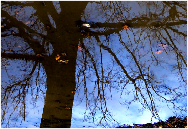 Reflections - Where branch and leaf still touch