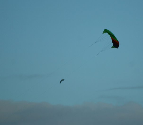 trawling for gulls