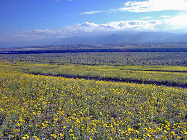 Desert Flowers