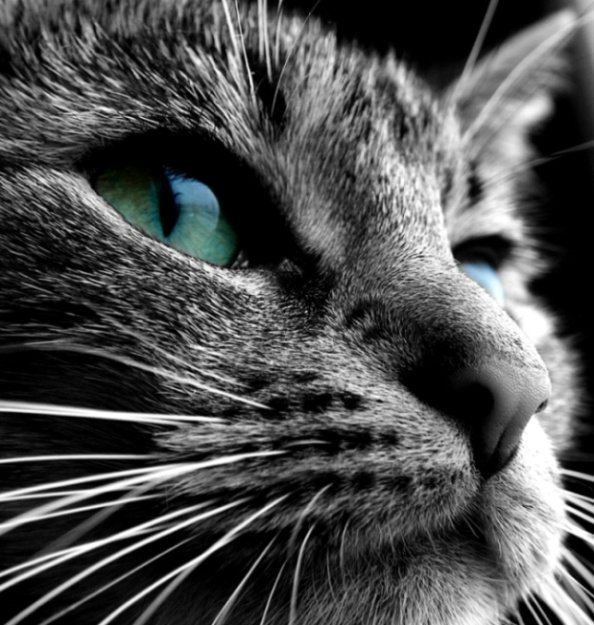 Each Fur, a unique line.