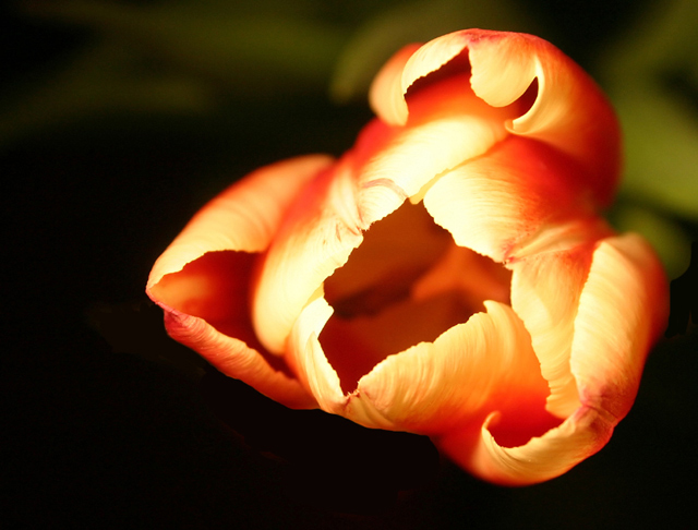 Tulip Lines