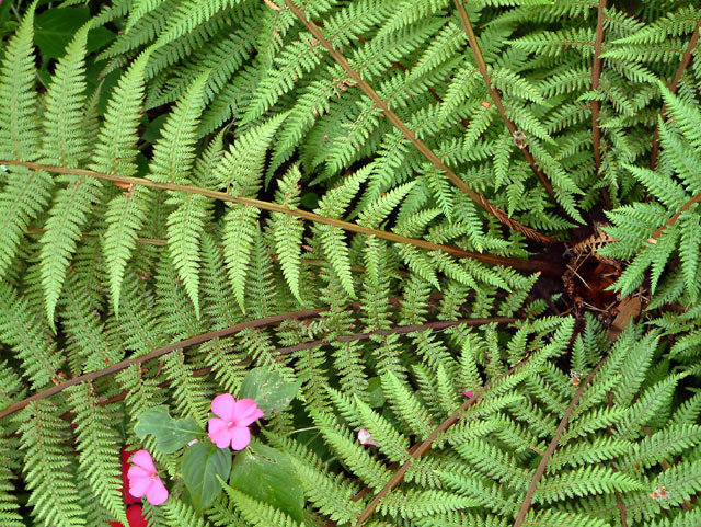 Exploding Fern