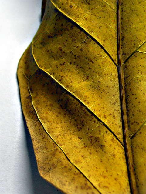 Line of nature