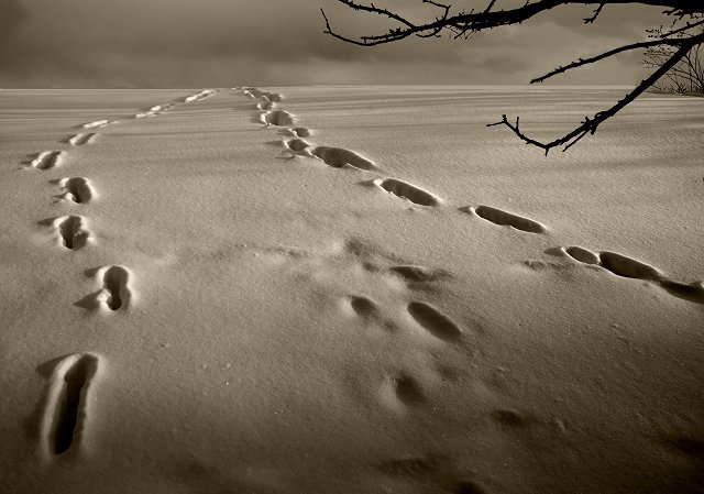 Converging Lines (Deer Tracks in the Snow)