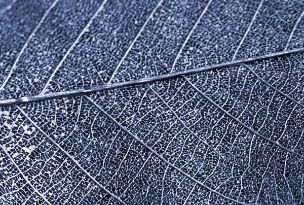 Leaf skeleton