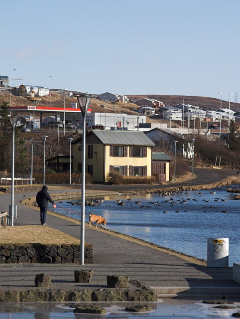 Dog, house, ducks and lot of lines