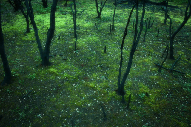 Burned Trees in Spring