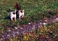 two butties