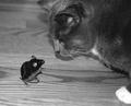 Tom & Jerry (a real mouse)