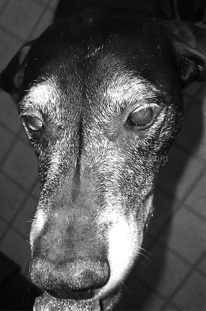 Best friends go grey