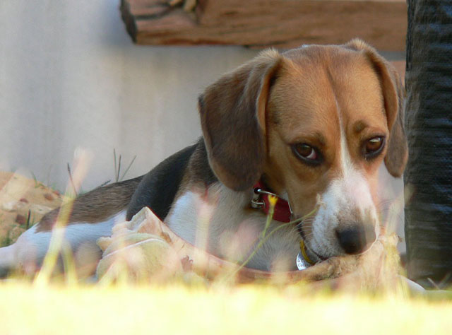 Dog, Bone & Ball