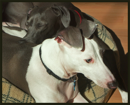 Best Buddies