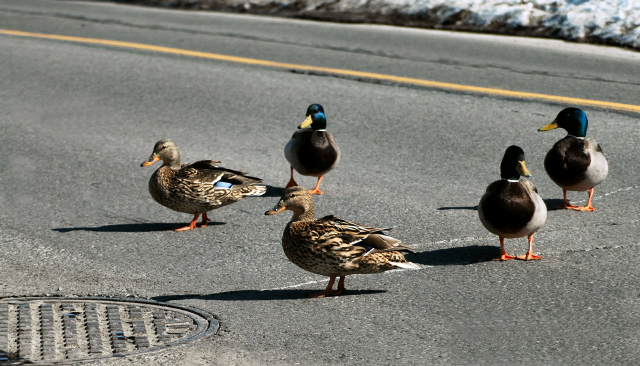 friends crossing street