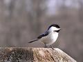 Conservation Area Brochures / Bird Seed Packaging