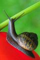 The escargot and the tulip