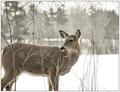 White-Tailed Deer