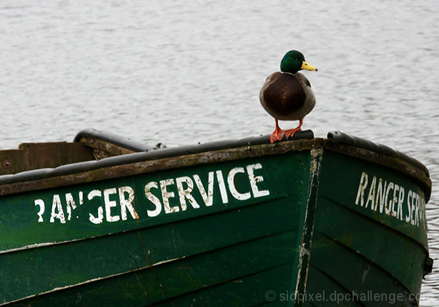Poised - ready for any emergency!