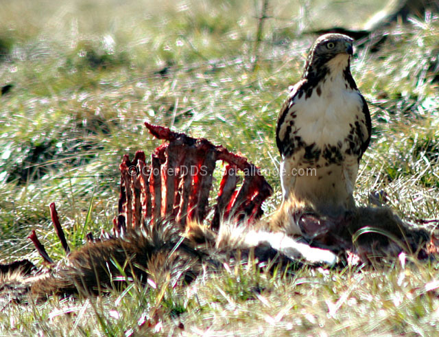 Hawk And Prey