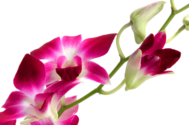 Dendrobium Orchid