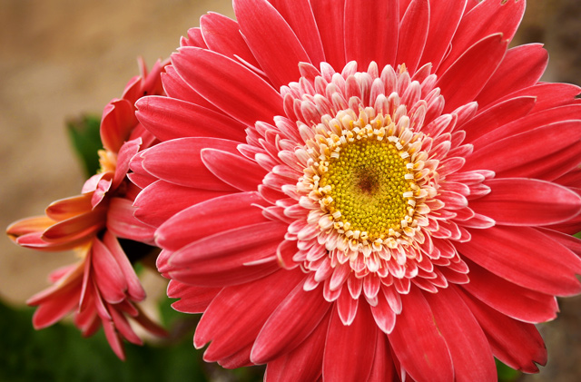 Gerber Daisy