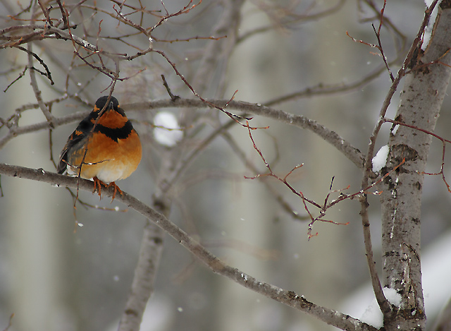 First day of Spring..a little snow and an Artic Robin