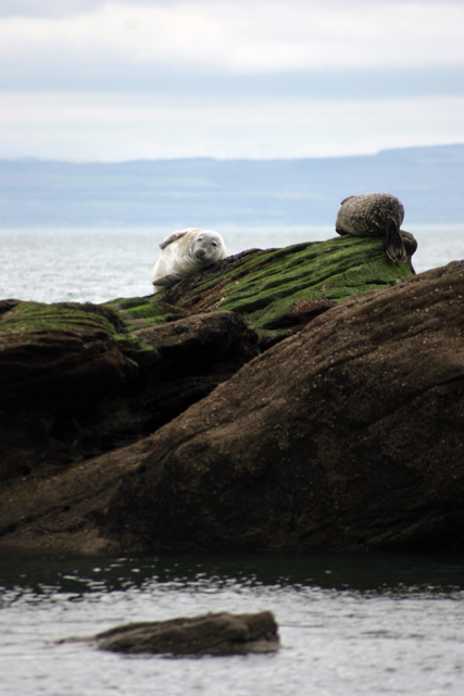 Lazy Seal