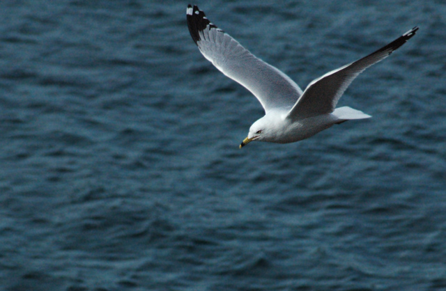 Soaring Gull