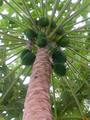 green papaya