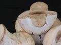Not mushroom for anything else