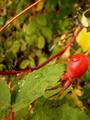 After the Shower-Rose Hip(Fruit)