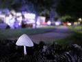 Mushroom at Night, New Orleans