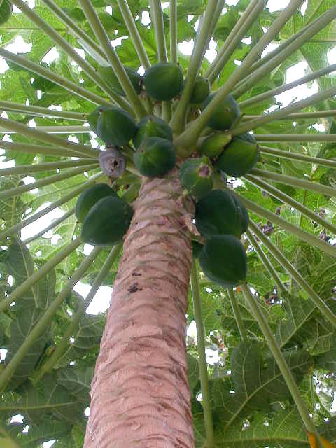 green papaya