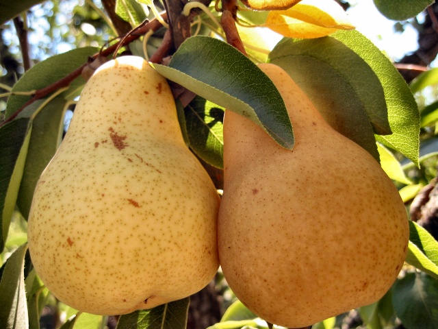 A Fine Pair of Pears