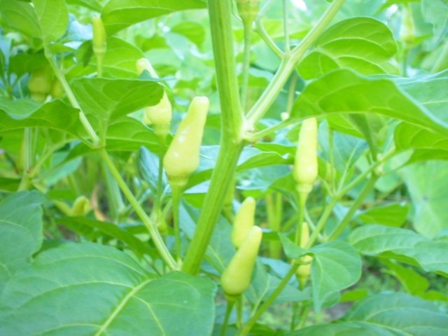 monochromatic peppers