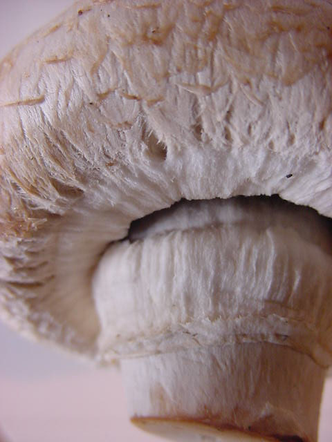 Fungi