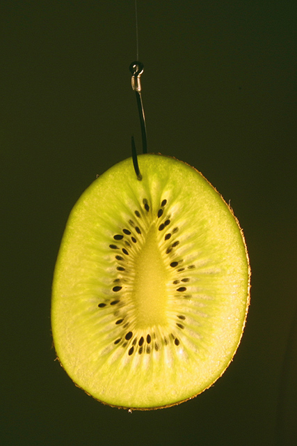 Hooked on Kiwi