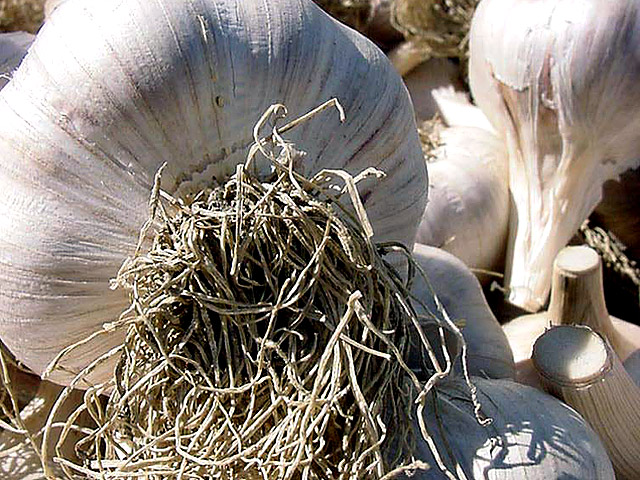 Allium Sativum, aka Garlic