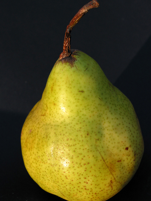 Pear enticement