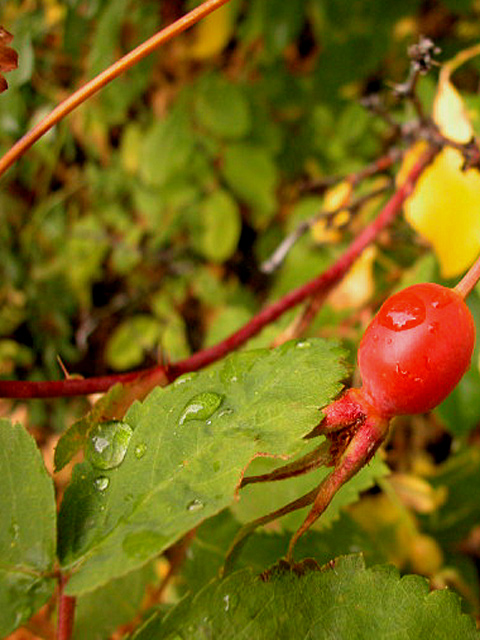 After the Shower-Rose Hip(Fruit)