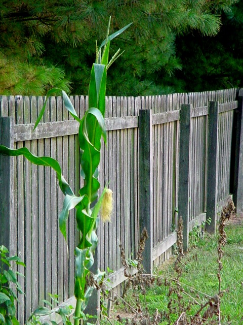 The Lone Cornstalk