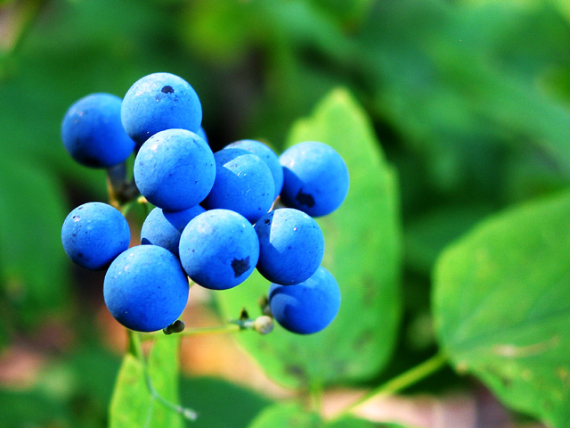 Feral berryy. Feral Berry. Wild Harvested Wild Blueberries.