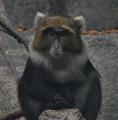 Alas, Another Day At The Zoo