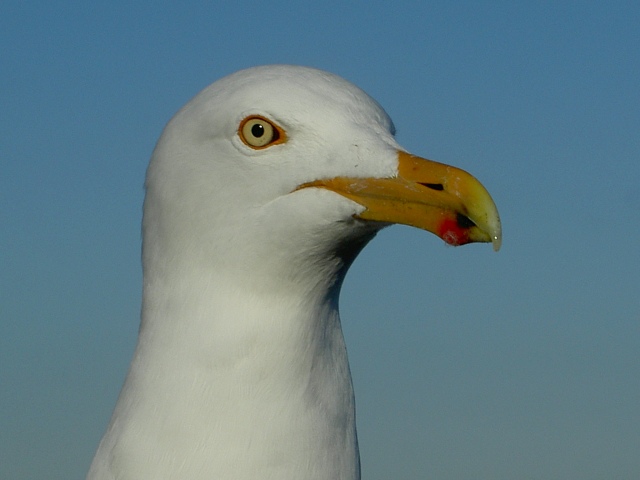 Bored Bird