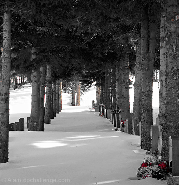 Flowers In The Snow